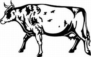 ayrshire cow decal