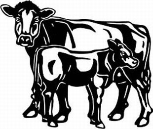 brown swiss cow decal