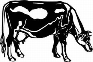 guernsey cow decal