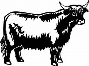 highland cow decal
