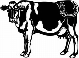 holstein cow decal 7