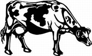 holstein cow decal 6