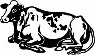 holstein cow decal 5