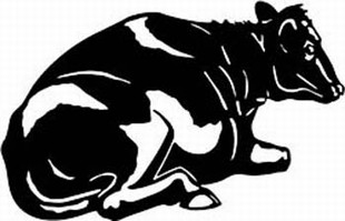 holstein cow decal 1