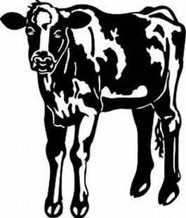 holstein cow decal 3