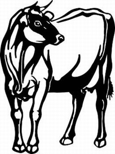 jersey cow decal 1