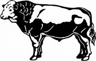 simmenthal cow decal