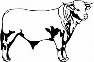 charbray bull