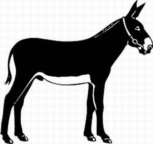mule