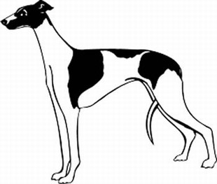 Greyhound Decal