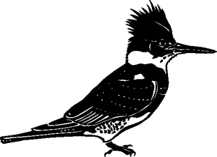 Kingfisher Bird 