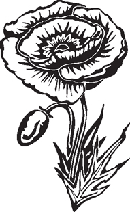 poppy flower decal