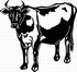 jersey cow decal 2