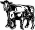 brown swiss cow decal
