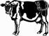 holstein cow decal 7