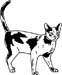 abyssinian cat 1