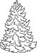 Winter Spruce Tree 