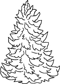 Winter Spruce Tree 