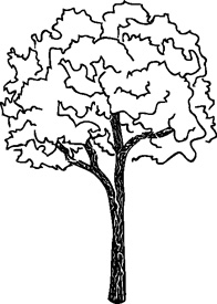 Winter Maple Tree