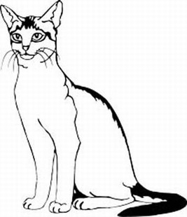 Abyssinian Cat 