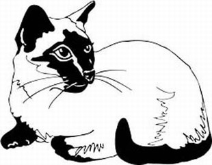 Siamese cat Cat 
